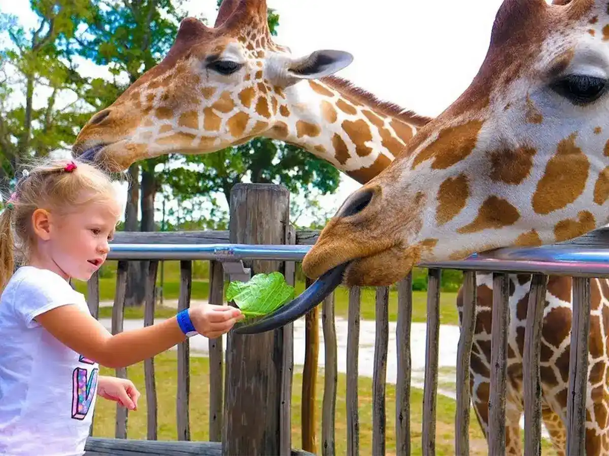 Дети в Dubai Safari Park